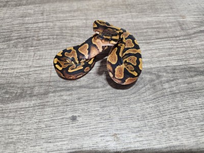animal image