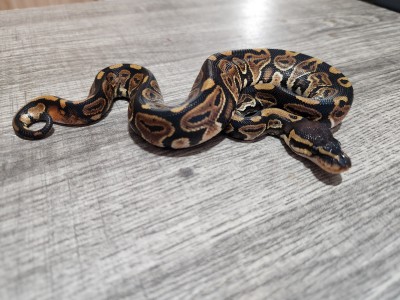 animal image