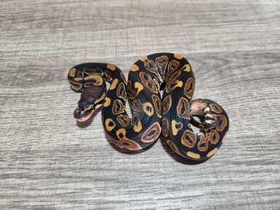 animal image