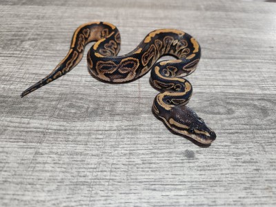 animal image