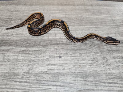 animal image