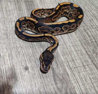 animal image