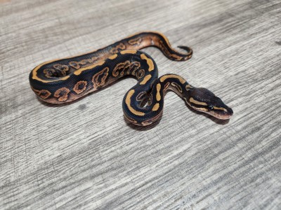 animal image