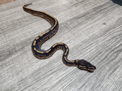 animal image