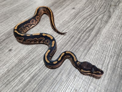 animal image