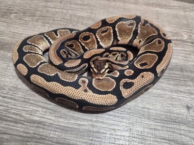 animal image