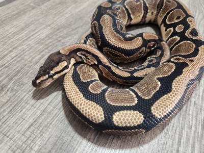 animal image