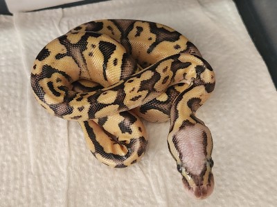 animal image