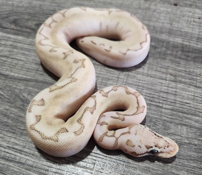 animal image
