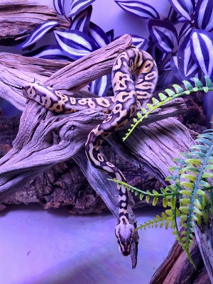 animal image