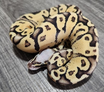 animal image