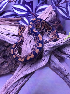animal image
