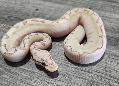 animal image