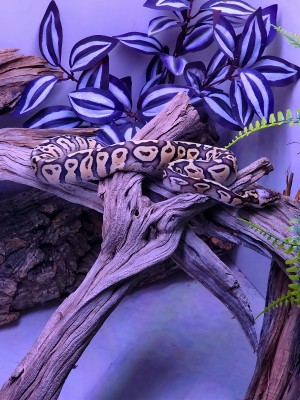 animal image
