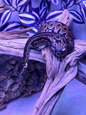 animal image