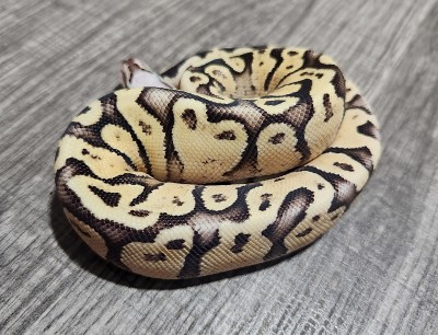 animal image