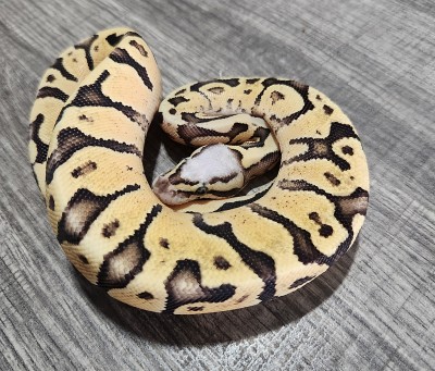 animal image