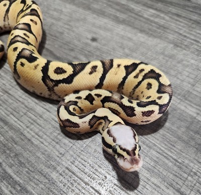 animal image