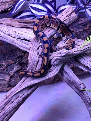 animal image