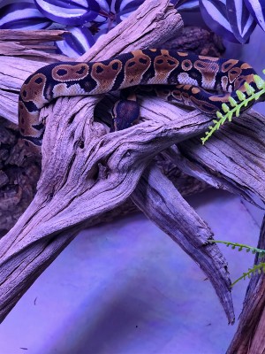 animal image