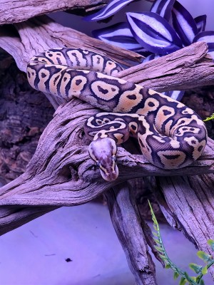 animal image