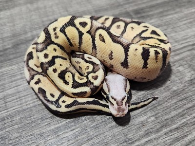 animal image