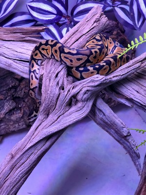 animal image
