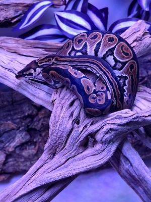 animal image