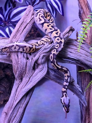 animal image