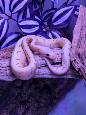 animal image