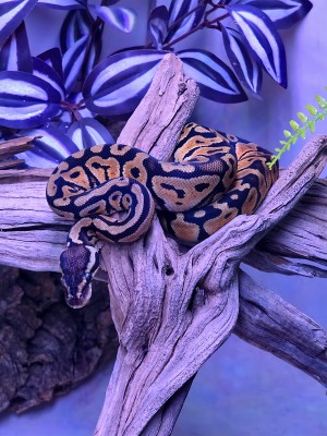 animal image