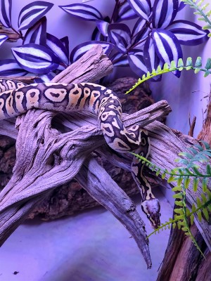 animal image