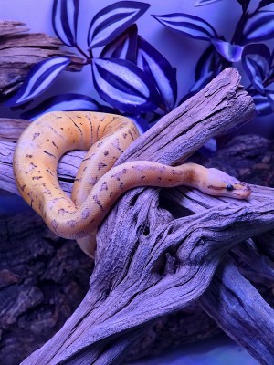 animal image