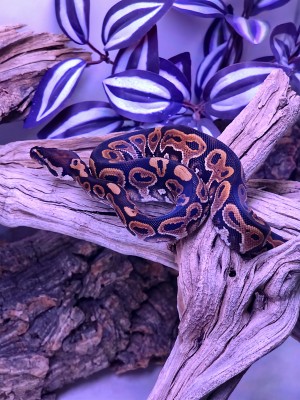 animal image