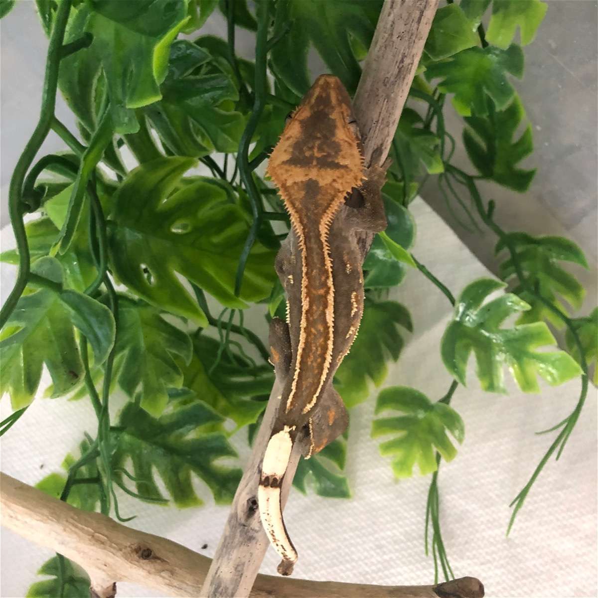 animal image