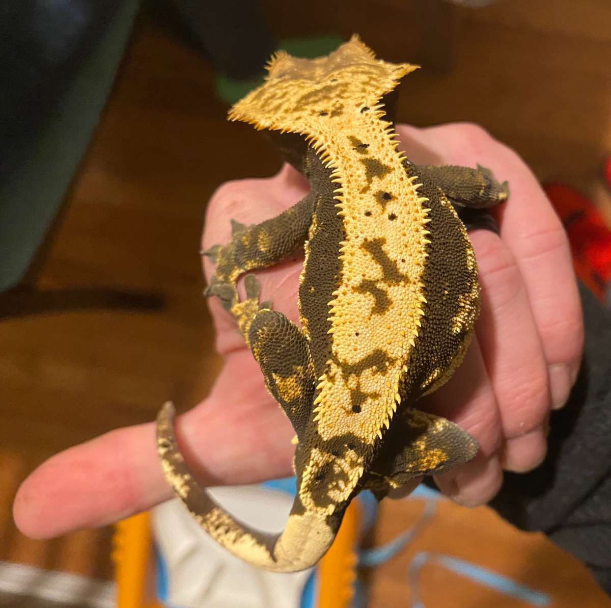 animal image