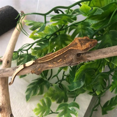 animal image