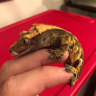 animal image