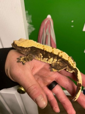 animal image