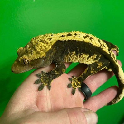 animal image