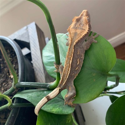 animal image