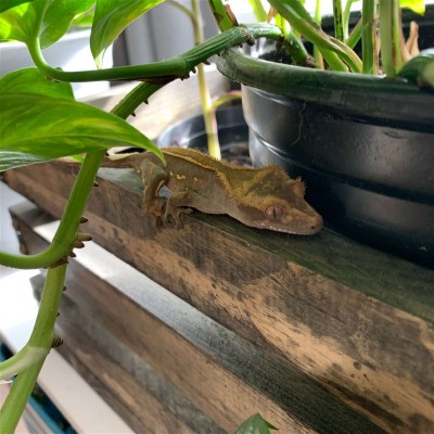 animal image