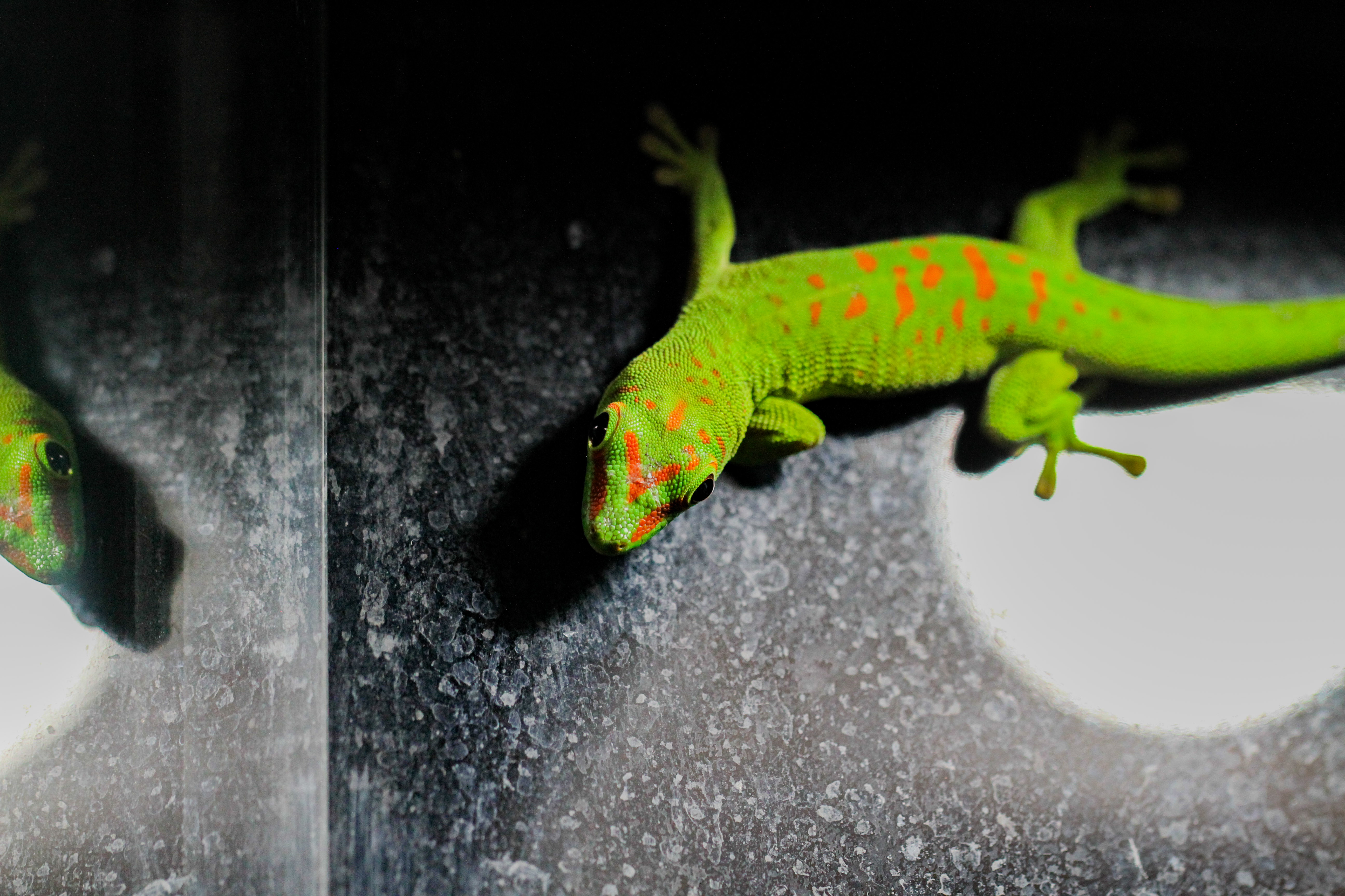 Giant Day gecko