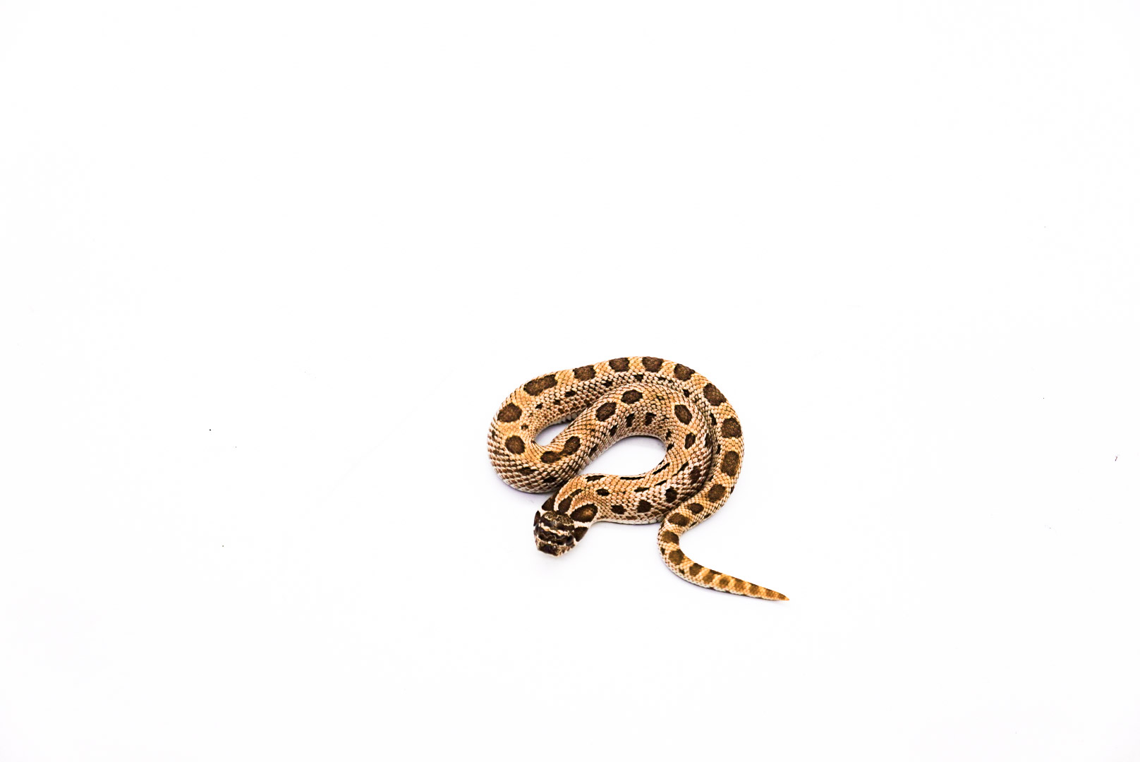 Hognose 02-2024