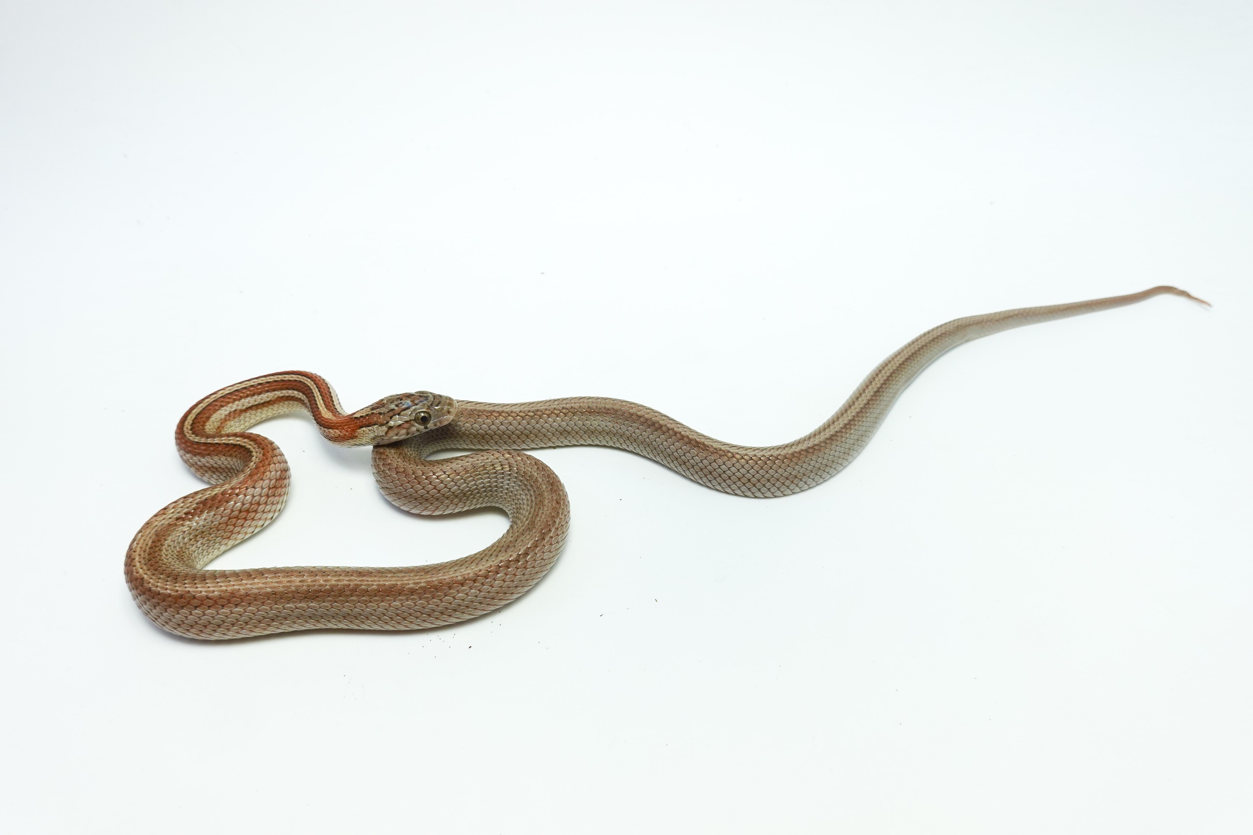 Corn snake 