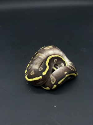 animal image