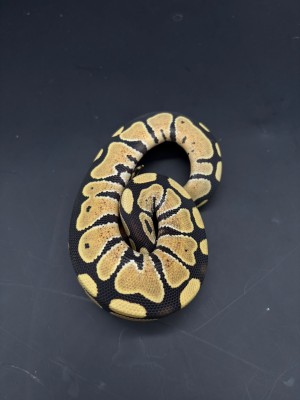animal image