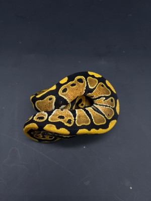 animal image