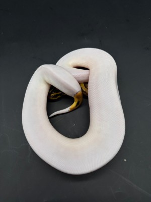 animal image