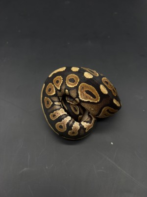 animal image